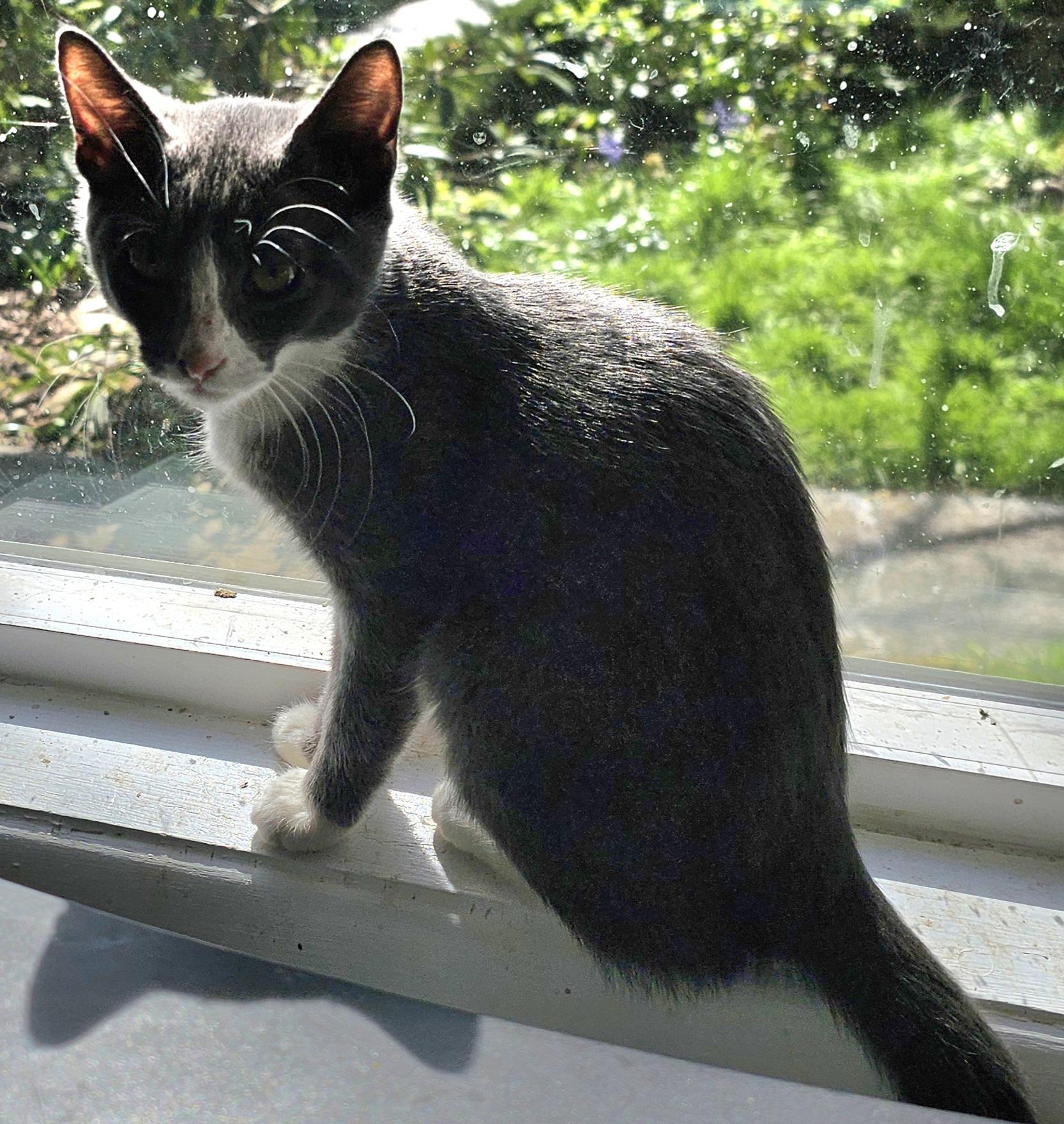 Enlarge Trixie, a Adoptable Domestic Short Hair in Kalama, WA image 4/4