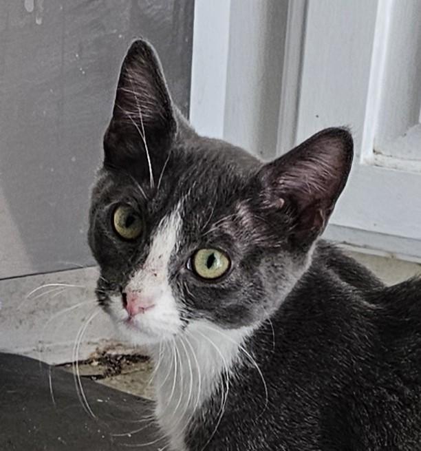 Trixie, Adoptable, Young Female Domestic Short Hair.