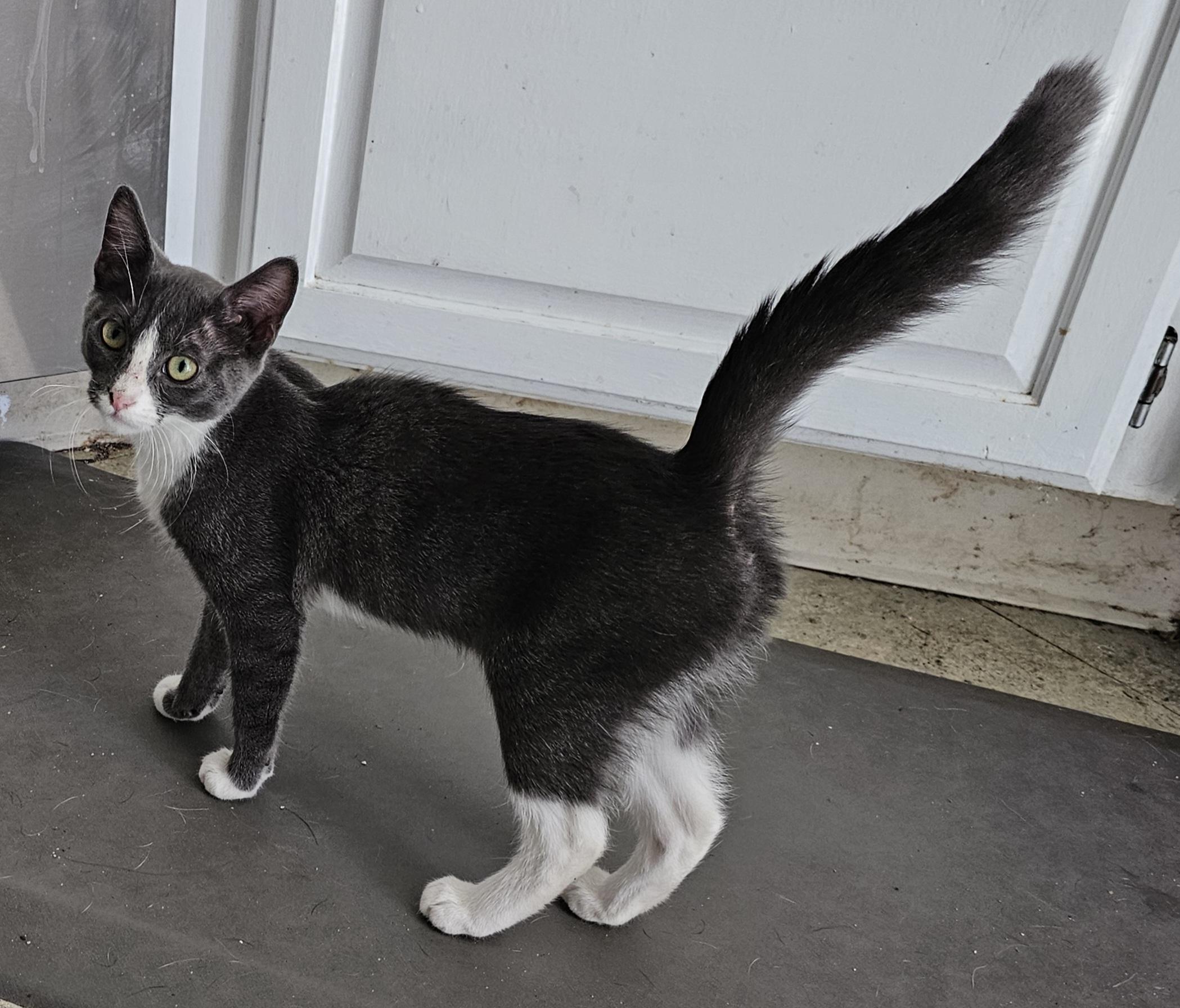 Enlarge Trixie, a Adoptable Domestic Short Hair in Kalama, WA image 2/4