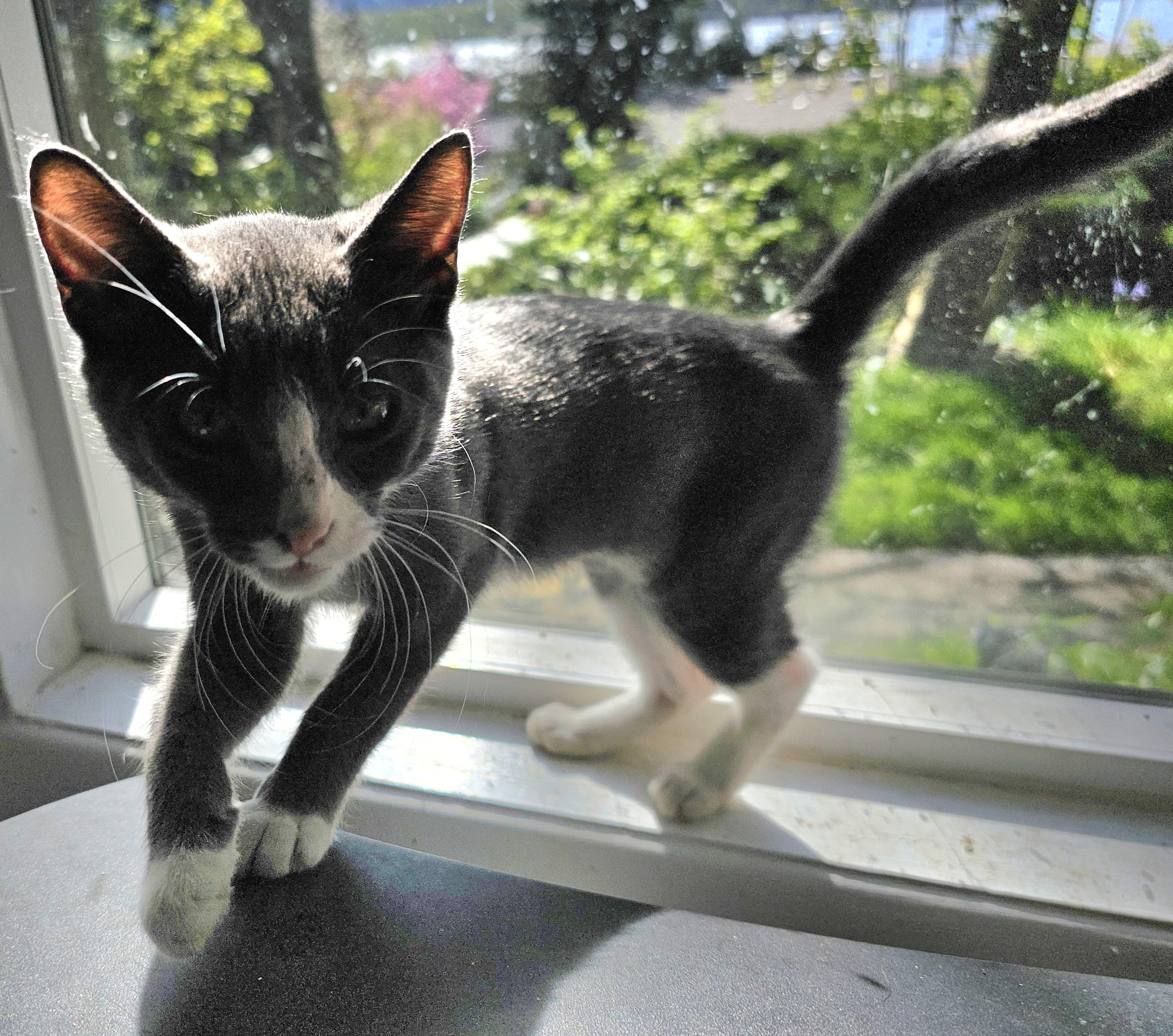 Enlarge Trixie, a Adoptable Domestic Short Hair in Kalama, WA image 3/4