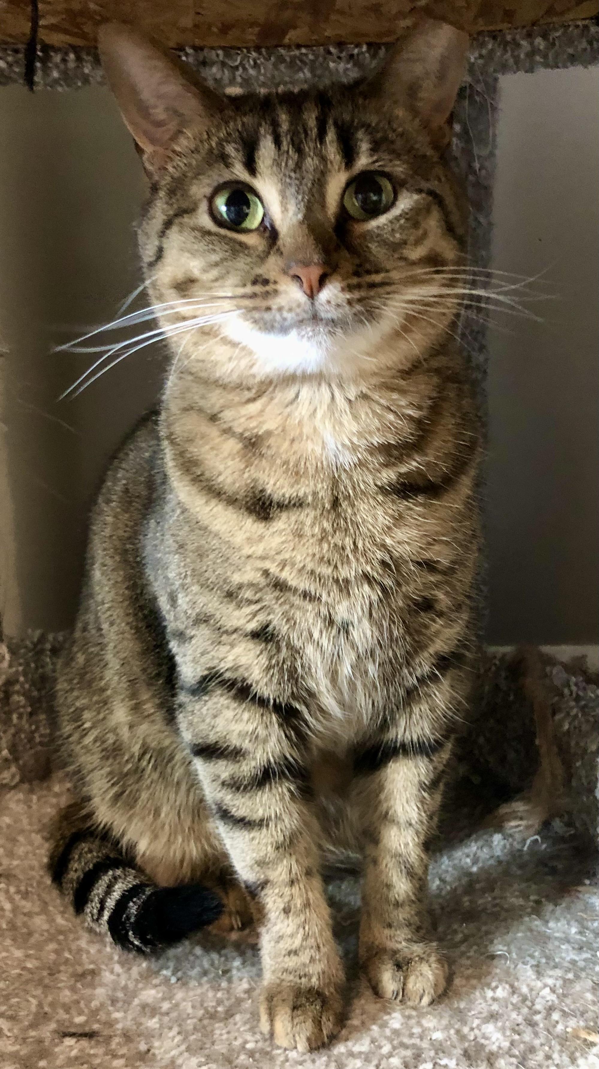 Jezebel, a Adoptable Domestic Short Hair in Bellmawr, NJ image 1/4