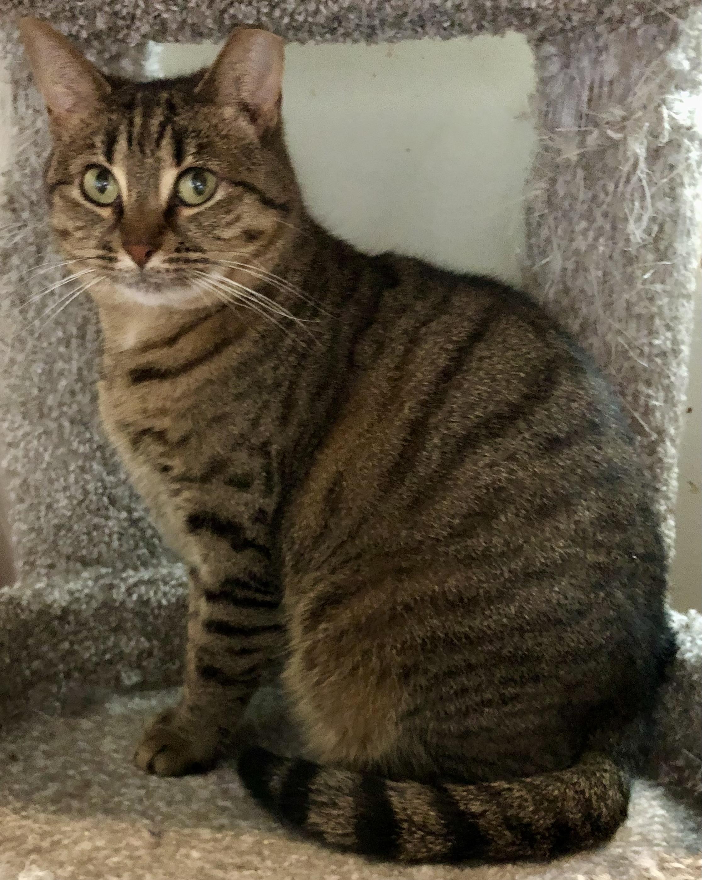 Jezebel, a Adoptable Domestic Short Hair in Bellmawr, NJ image 3/4