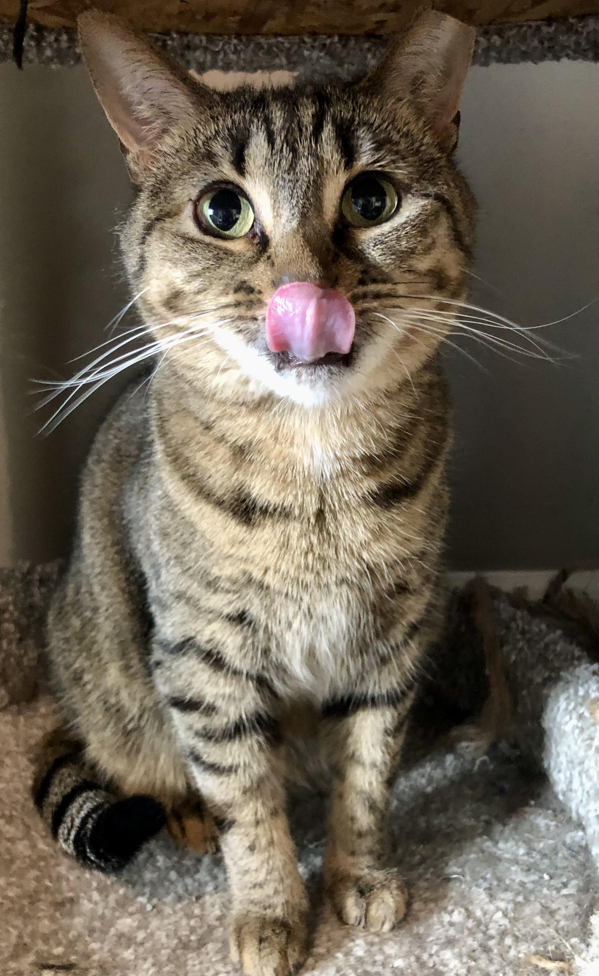 Jezebel, a Adoptable Domestic Short Hair in Bellmawr, NJ image 2/4