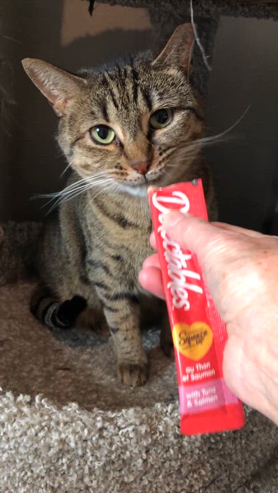 Enlarge Jezebel, a Adoptable Domestic Short Hair in Bellmawr, NJ video 4/4