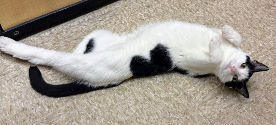 Lainey, a Adoptable Domestic Short Hair in Atlanta, GA image 4/6
