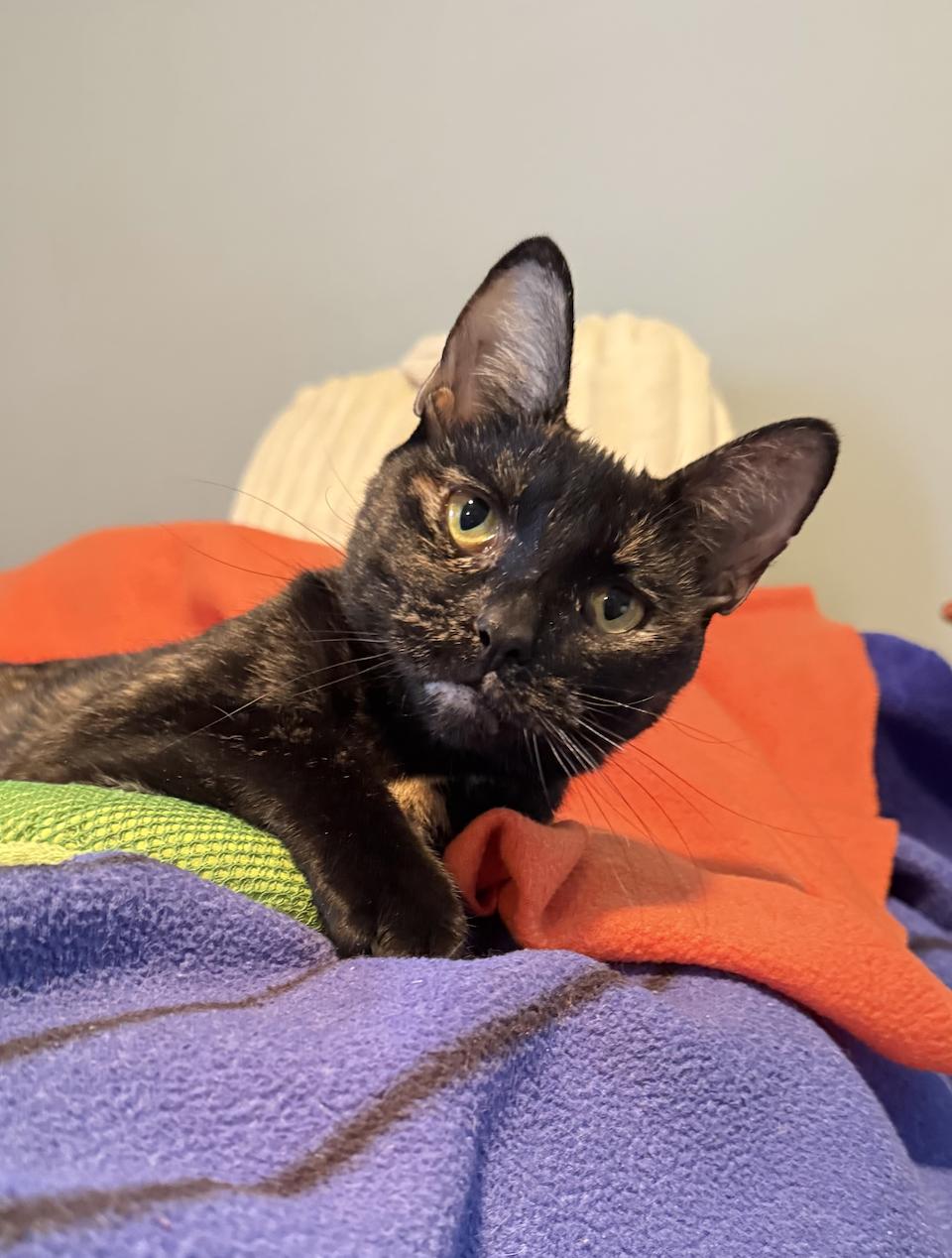 Mimzy, Adoptable, Adult Female Domestic Short Hair.