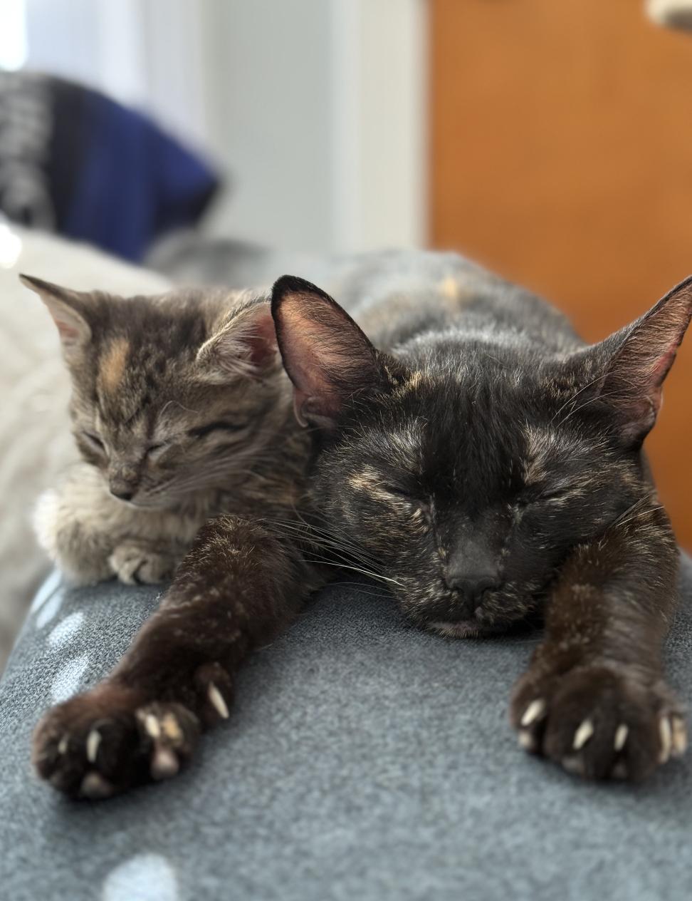 Enlarge Mimzy, a Adoptable Domestic Short Hair in Wheaton, IL image 2/3