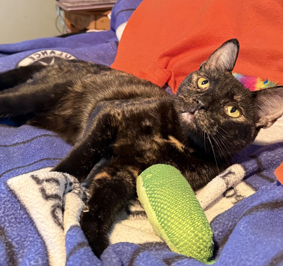 Enlarge Mimzy, a Adoptable Domestic Short Hair in Wheaton, IL image 3/3