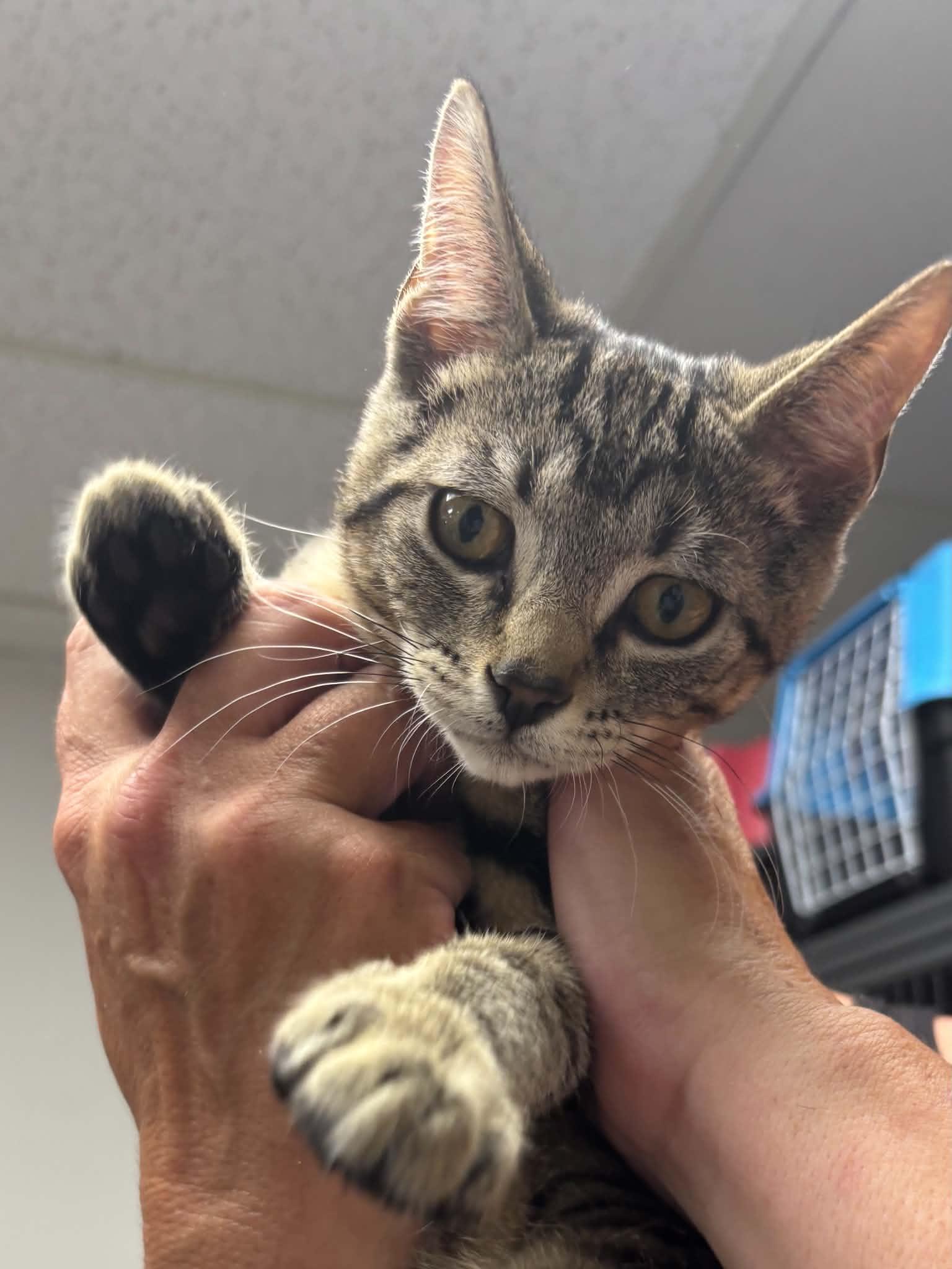Enlarge Sandy, a Adopted Domestic Short Hair in Thurmont, MD image 5/6