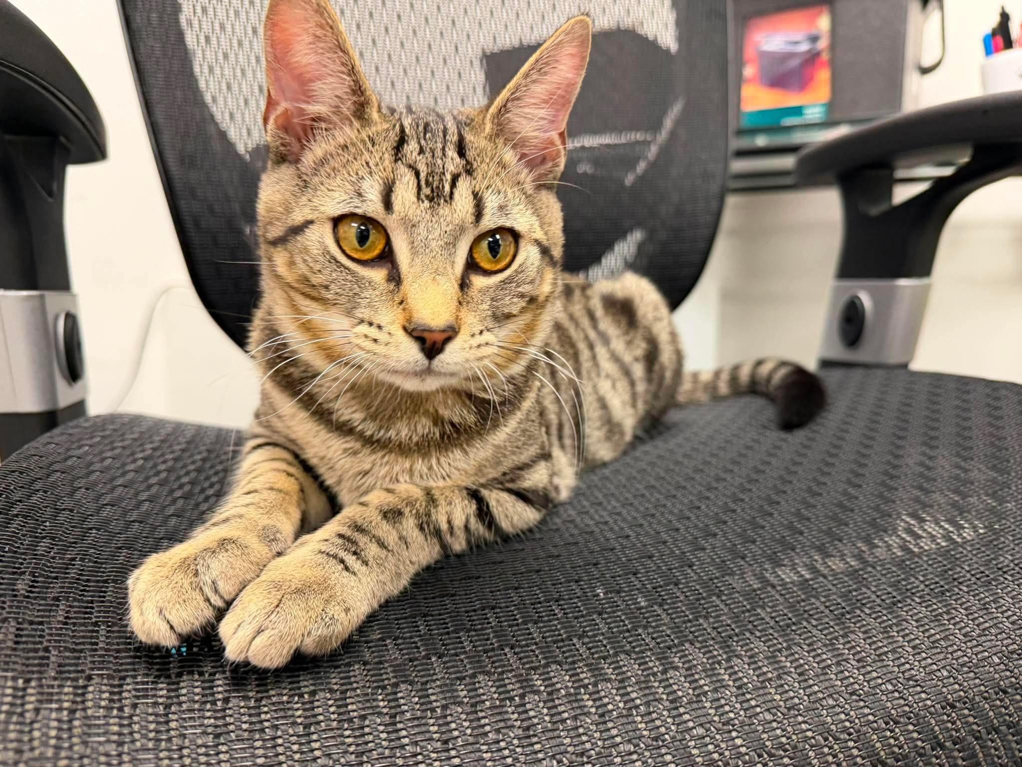 Sandy, Adopted, Kitten Male Domestic Short Hair.