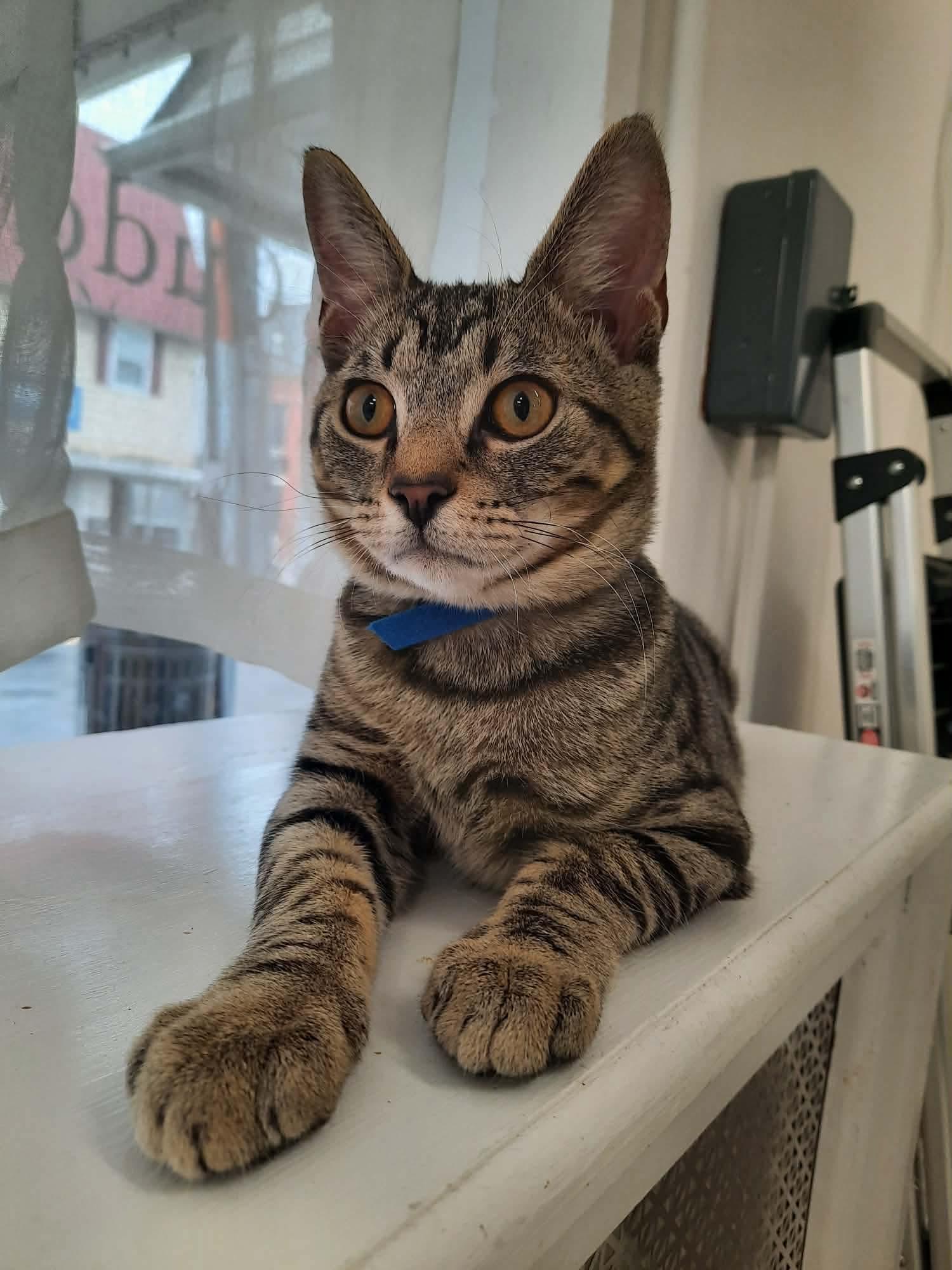 Enlarge Sandy, a Adopted Domestic Short Hair in Thurmont, MD image 2/6