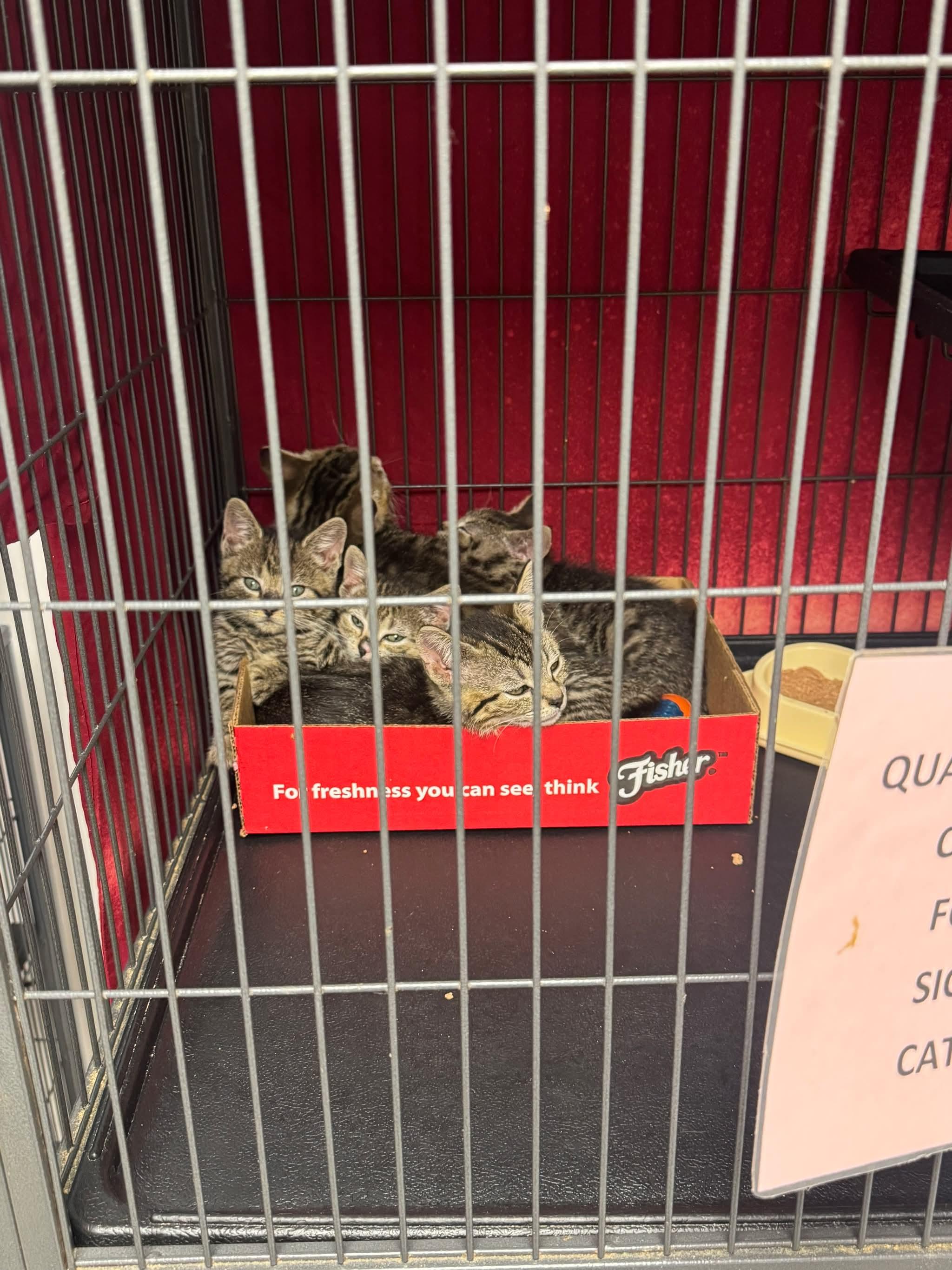 Enlarge Sandy, a Adopted Domestic Short Hair in Thurmont, MD image 6/6