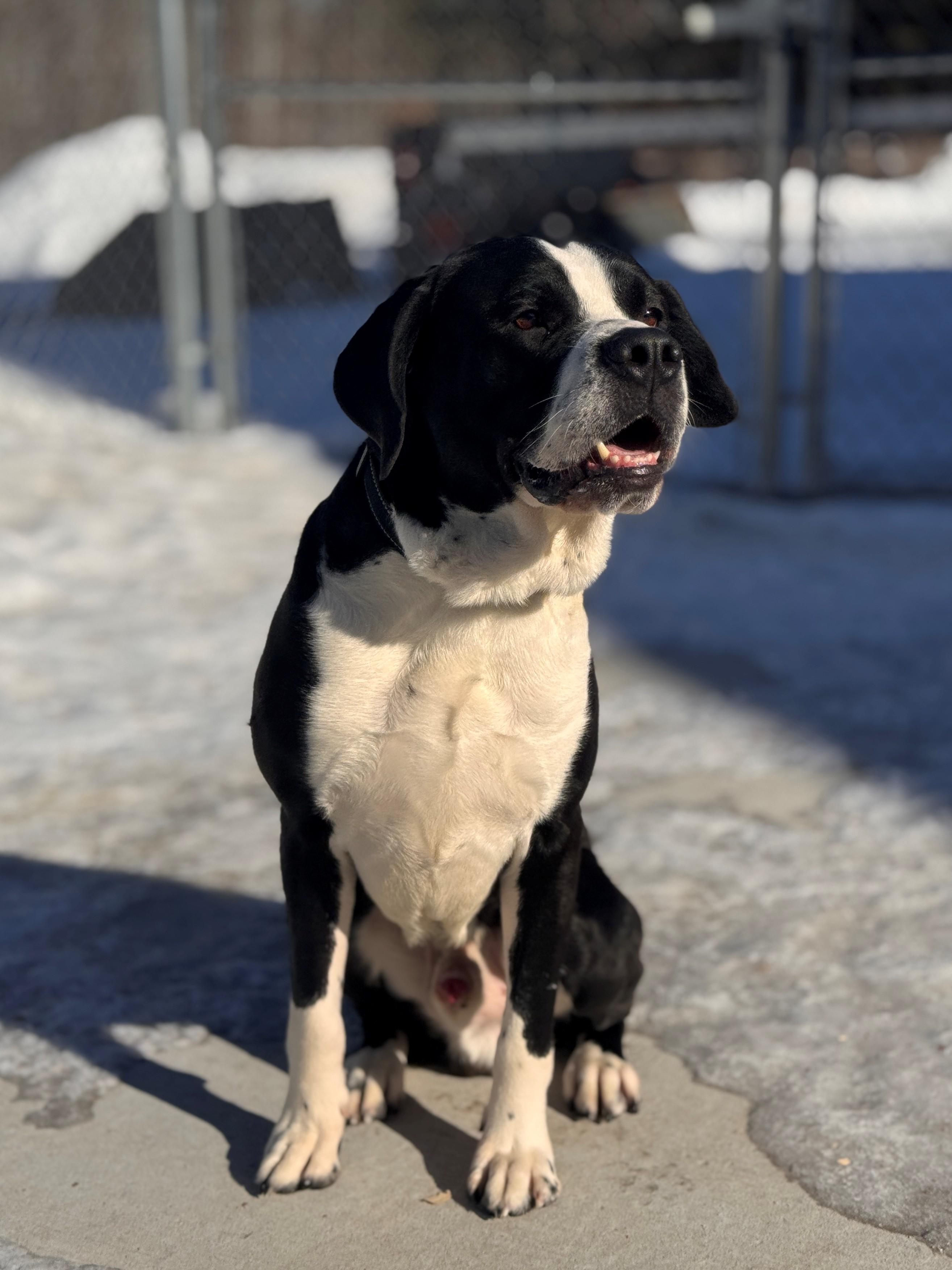Enlarge Bernie, a ADOPTABLE mixed breed in Hackensack, MN image 5/5