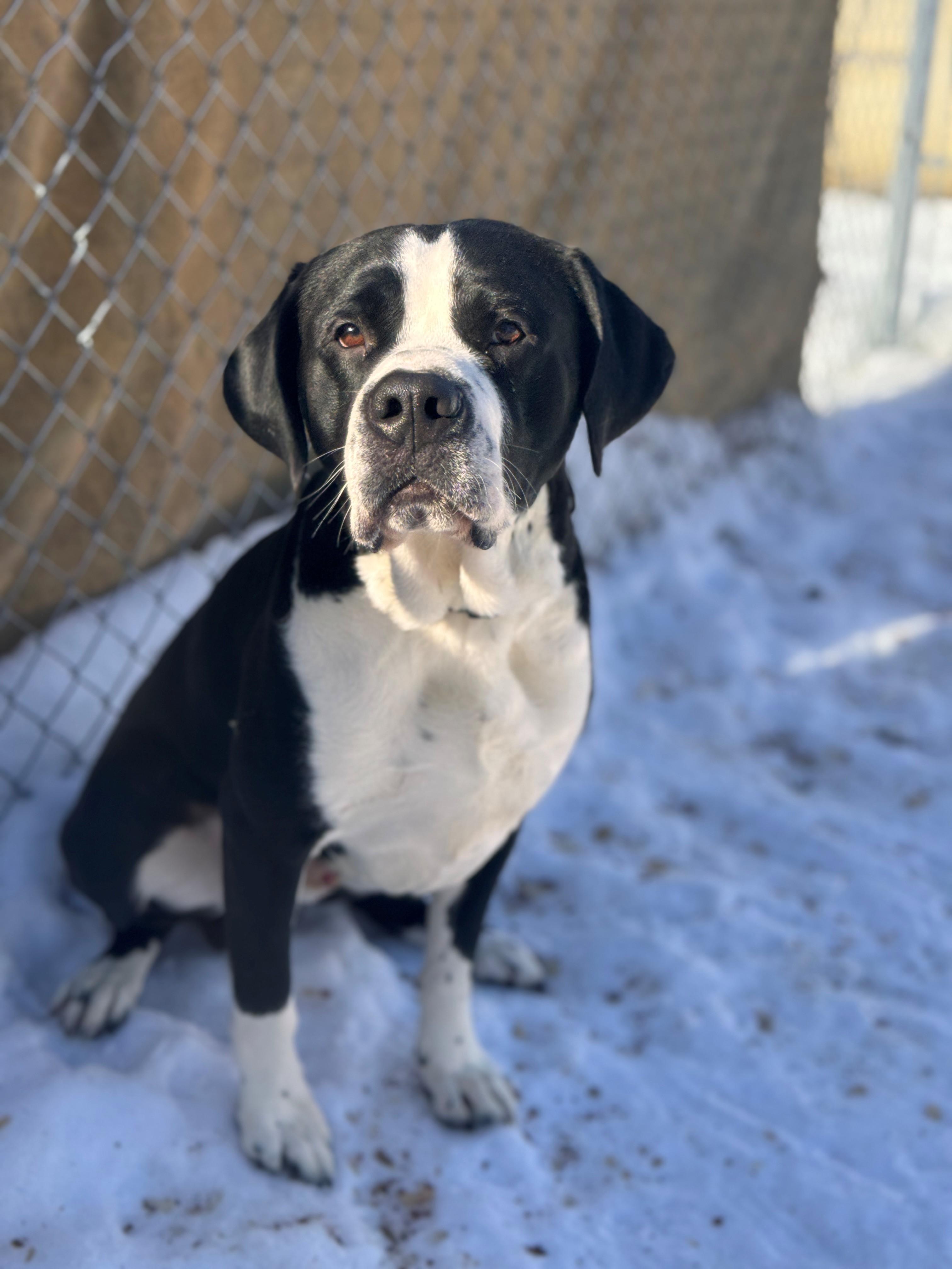 Enlarge Bernie, a ADOPTABLE mixed breed in Hackensack, MN image 2/5