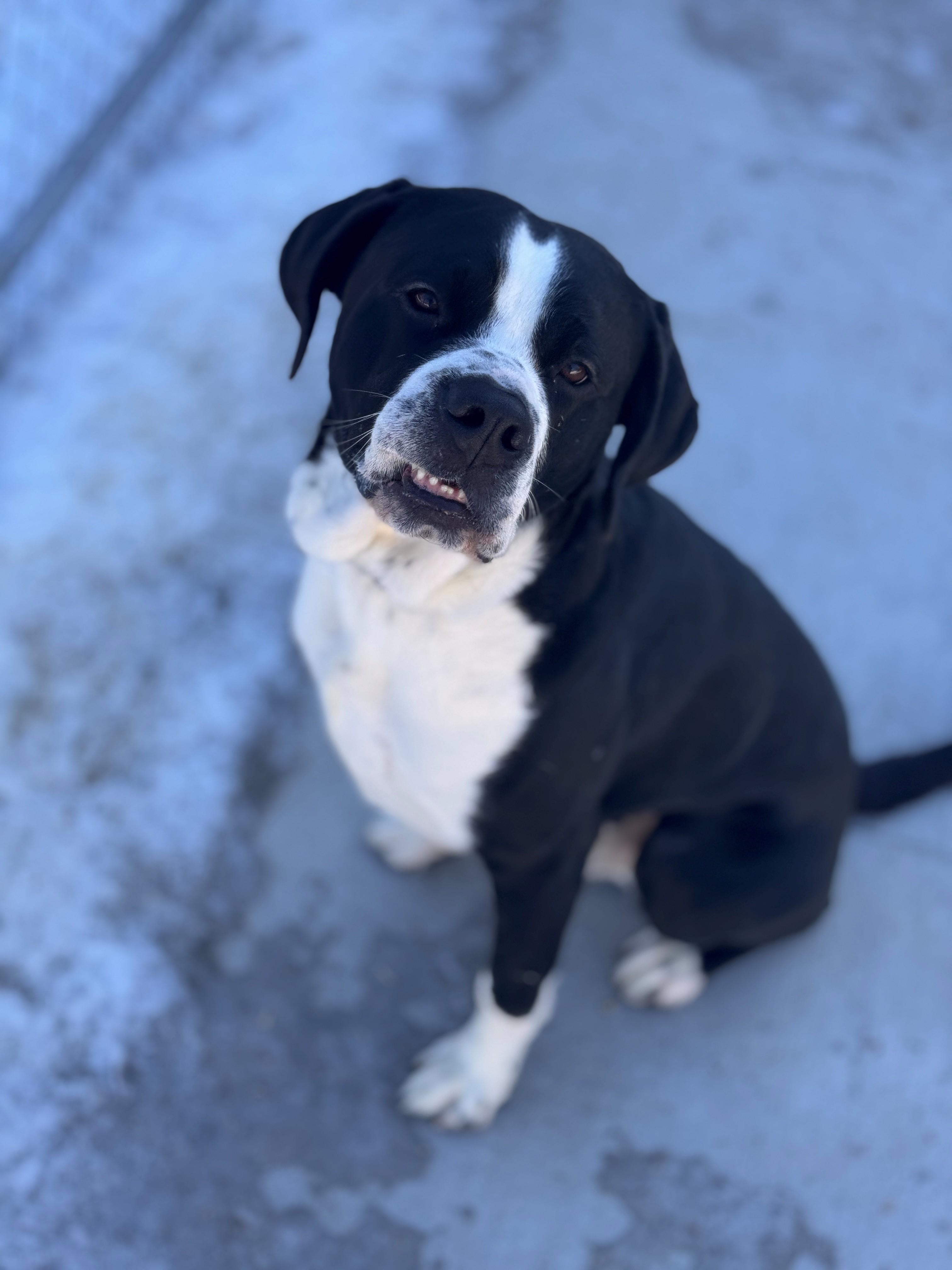 Enlarge Bernie, a ADOPTABLE mixed breed in Hackensack, MN image 4/5