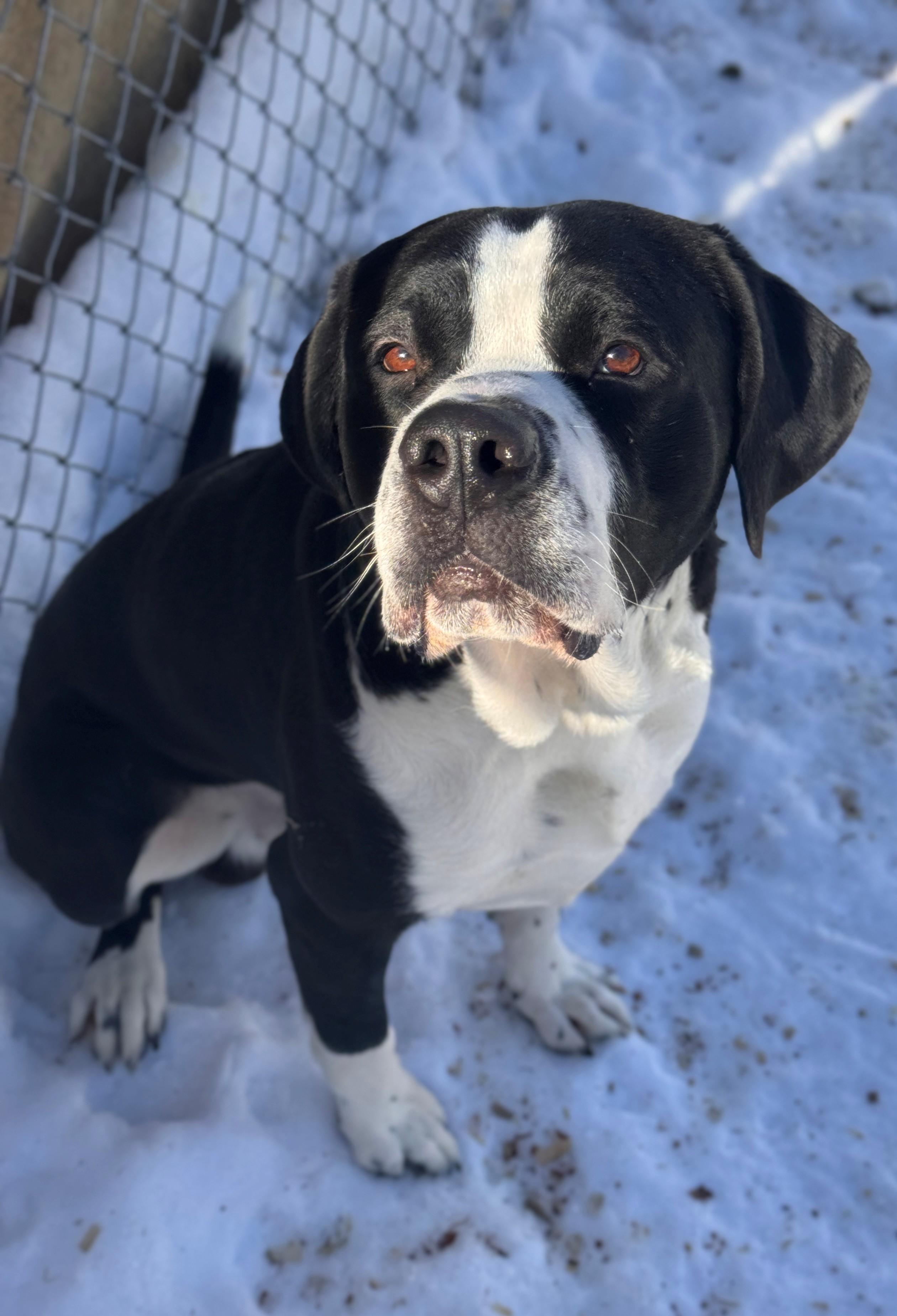 Enlarge Bernie, a ADOPTABLE mixed breed in Hackensack, MN image 1/5