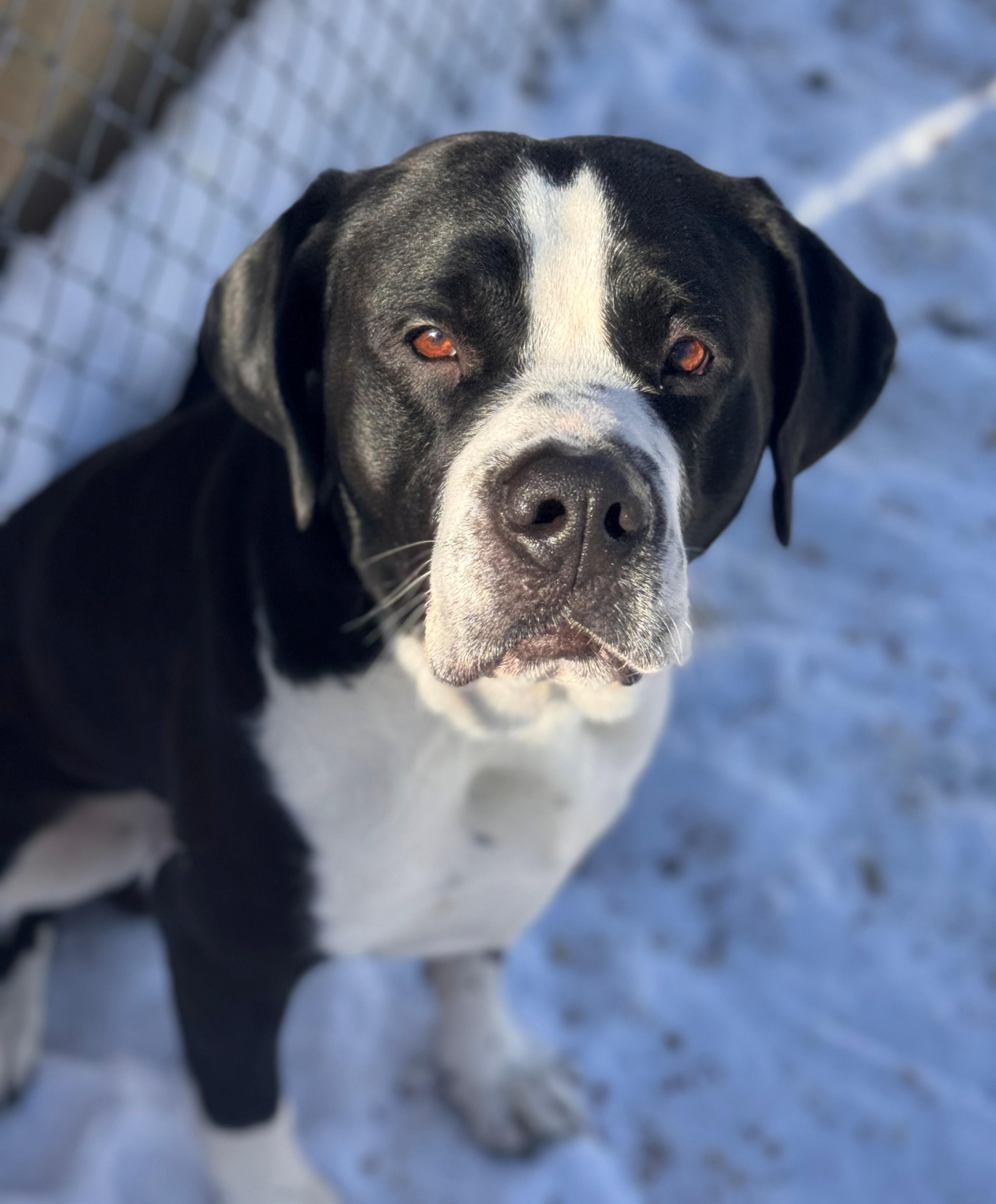 Enlarge Bernie, a ADOPTABLE mixed breed in Hackensack, MN image 3/5