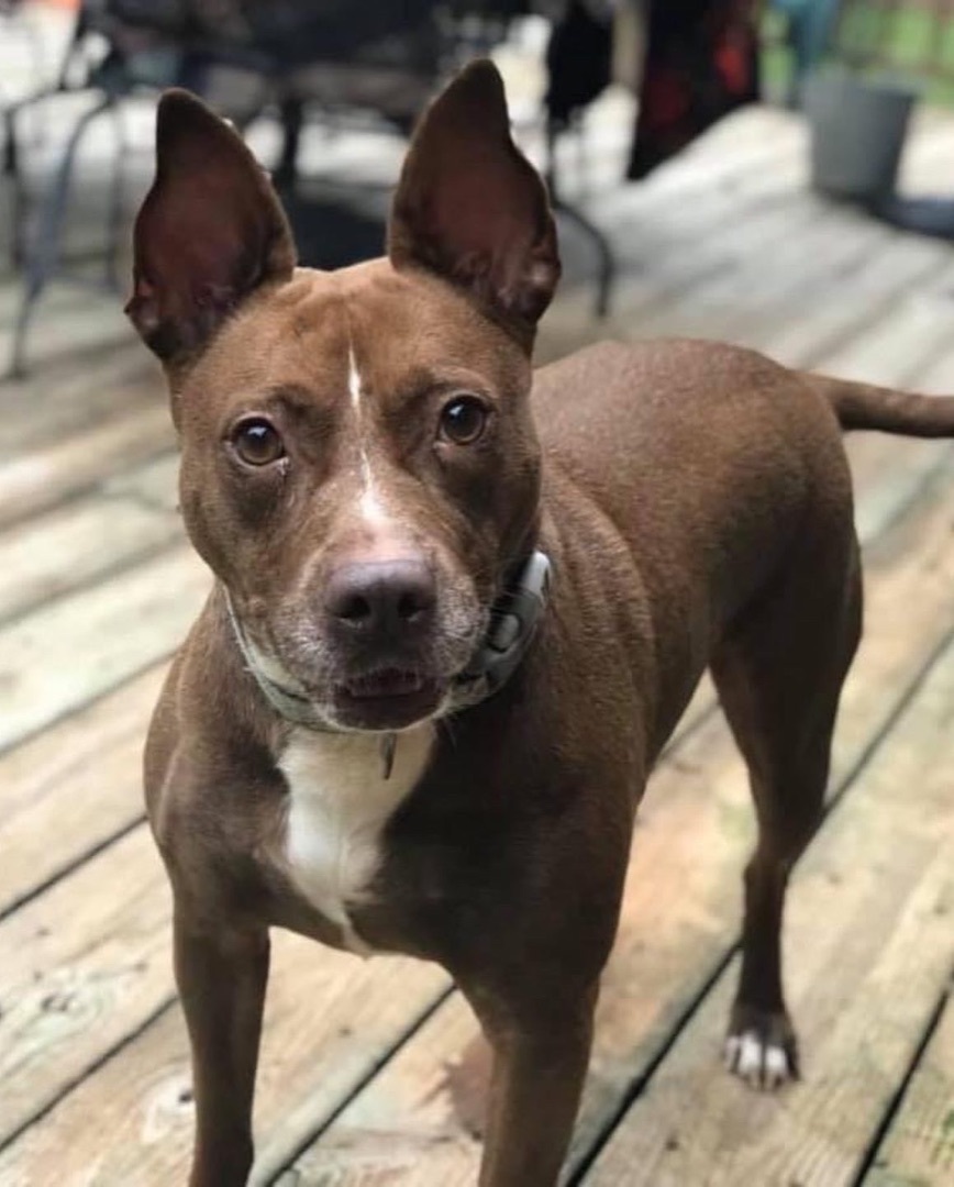 Mocha