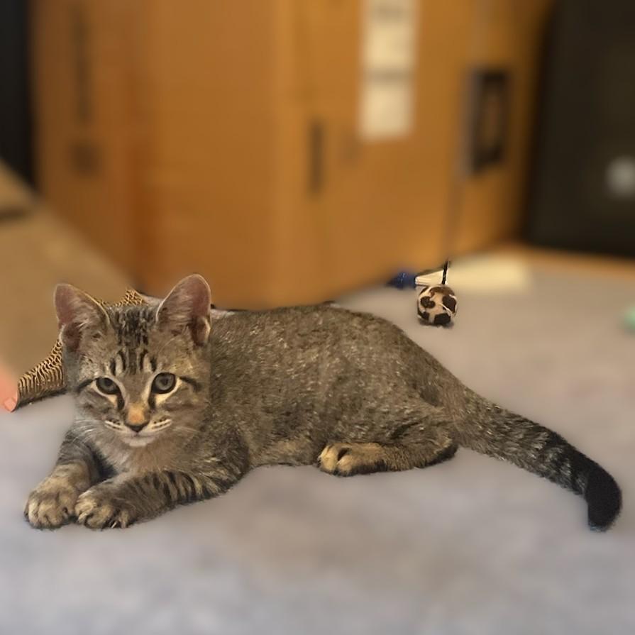 Voltaire, Adoptable, Young Male Domestic Short Hair.