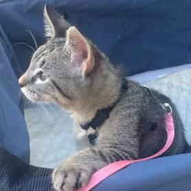 Voltaire, a Adoptable Domestic Short Hair in Allen, TX image 5/5