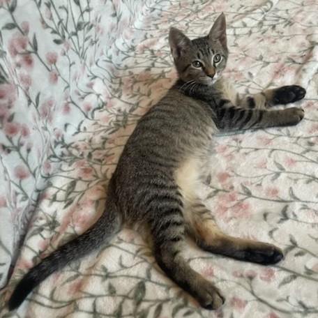 Voltaire, a Adoptable Domestic Short Hair in Allen, TX image 2/5