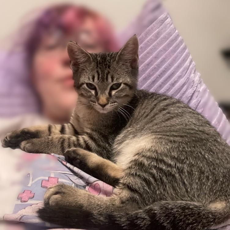 Voltaire, a Adoptable Domestic Short Hair in Allen, TX image 3/5