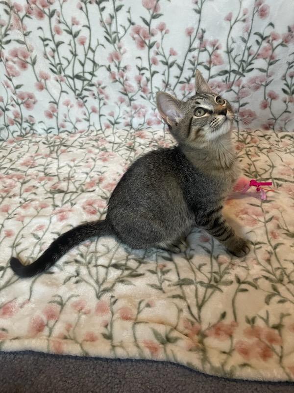 Voltaire, a Adoptable Domestic Short Hair in Allen, TX image 4/5