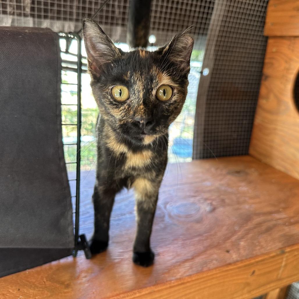 Enlarge Turtle, a Adoptable Domestic Short Hair in Opelika, AL image 1/2