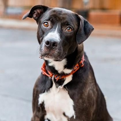 Fortnight, a Adoptable mixed breed in Richmond, VA image 3/3