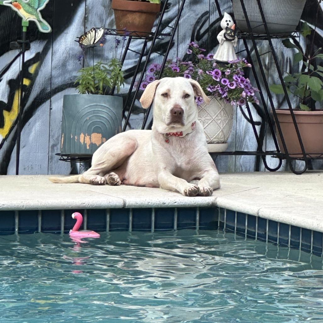 Athena, a Adoptable Yellow Labrador Retriever in Baton Rouge, LA image 1/5