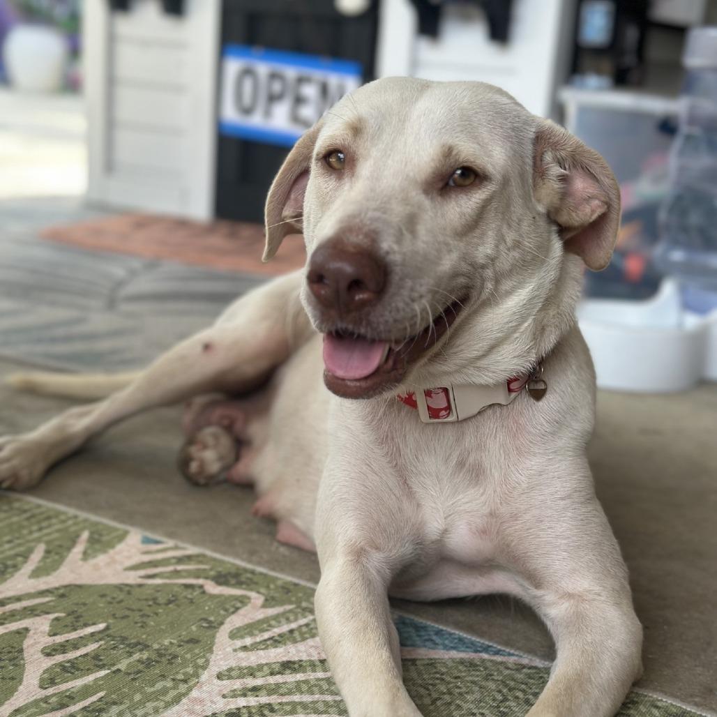 Athena, a Adoptable Yellow Labrador Retriever in Baton Rouge, LA image 2/5