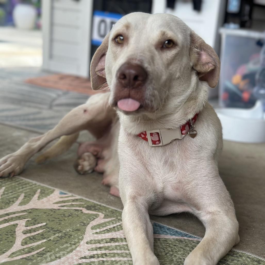 Athena, a Adoptable Yellow Labrador Retriever in Baton Rouge, LA image 3/5