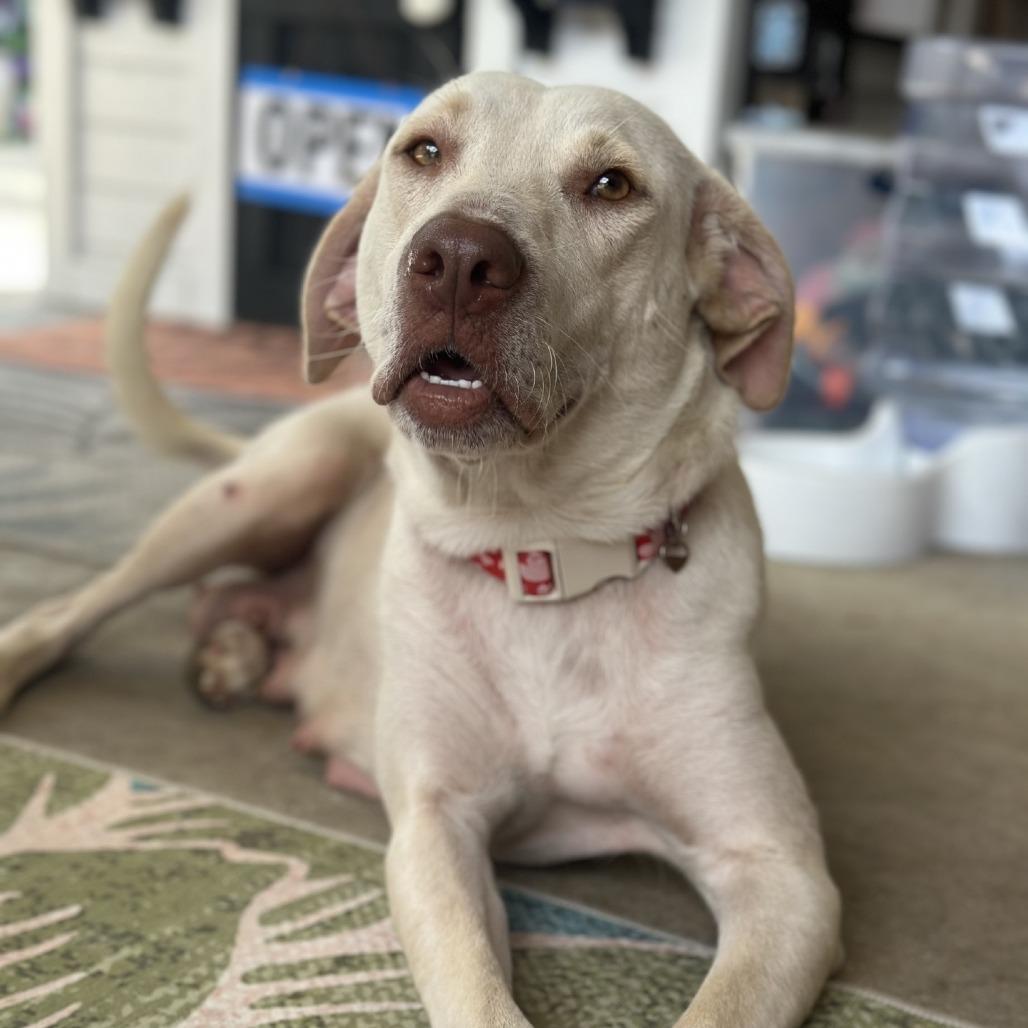 Athena, a Adoptable Yellow Labrador Retriever in Baton Rouge, LA image 4/5