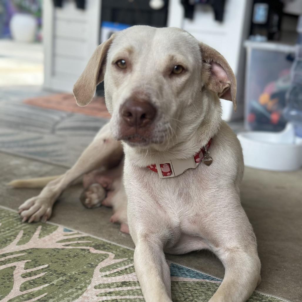 Athena, a Adoptable Yellow Labrador Retriever in Baton Rouge, LA image 5/5