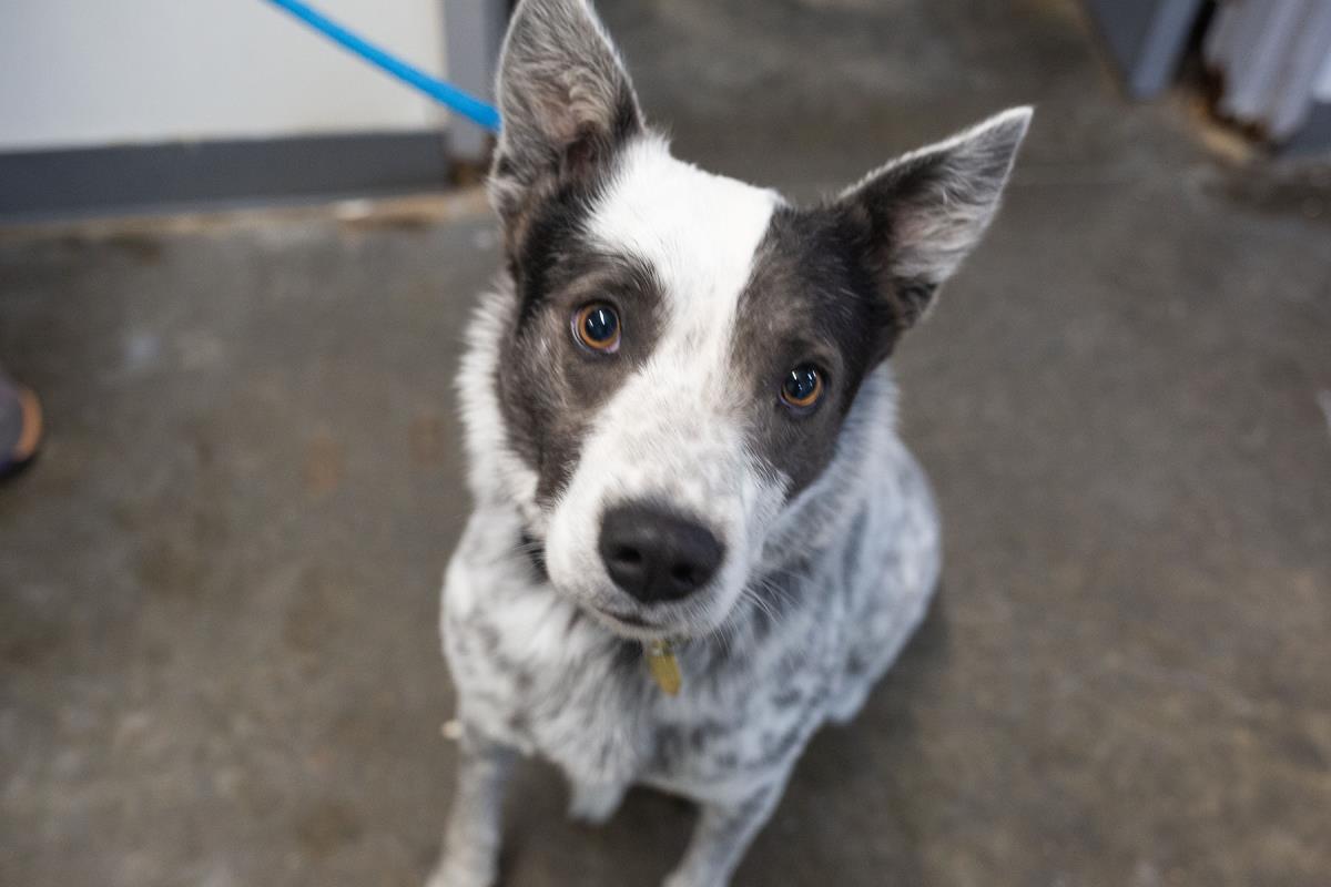 Maximus, Adoptable, Adult Male Australian Cattle Dog / Blue Heeler.