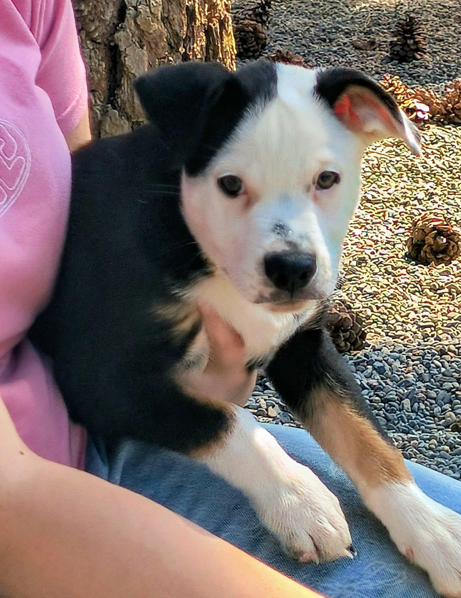 Domino, a ADOPTABLE mixed breed in Weaverville, CA image 2/4