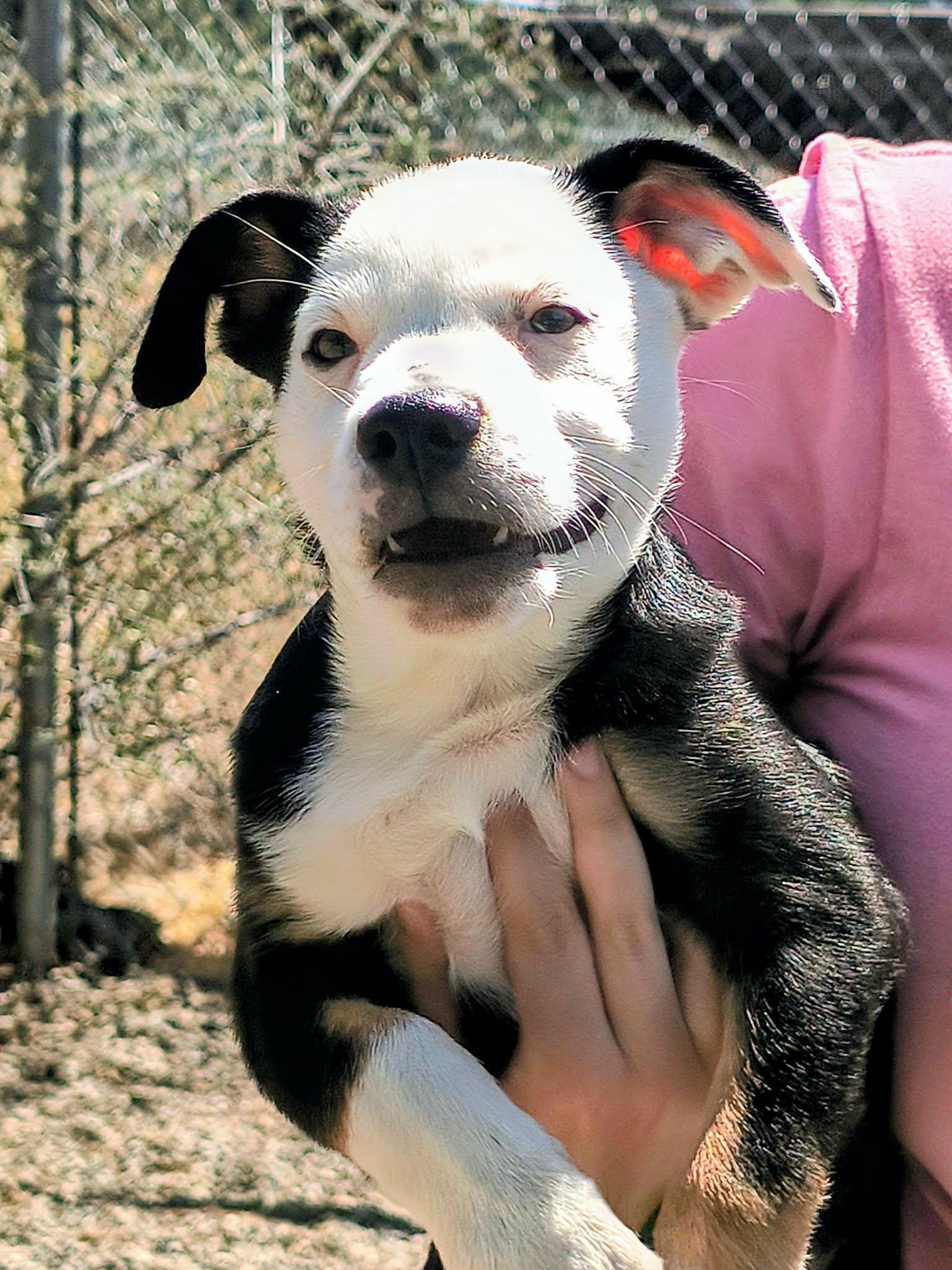 Domino, a ADOPTABLE mixed breed in Weaverville, CA image 3/4
