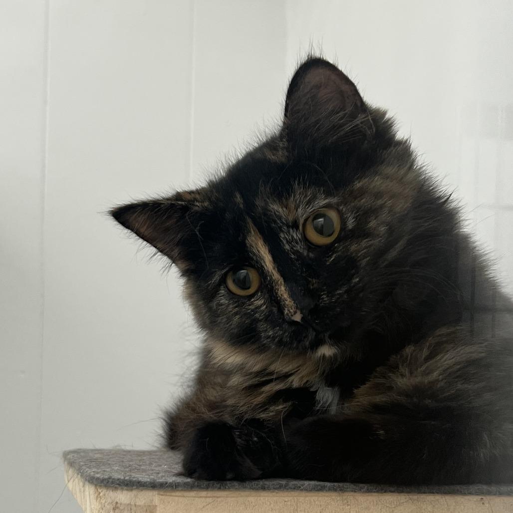 Sabrina, a Adoptable Tortoiseshell in St. Louis, MO image 1/2