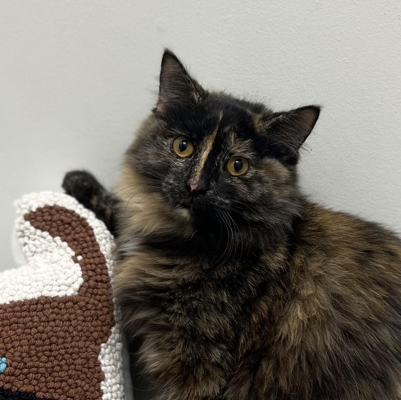 Sabrina, Adoptable, Young Female Tortoiseshell.