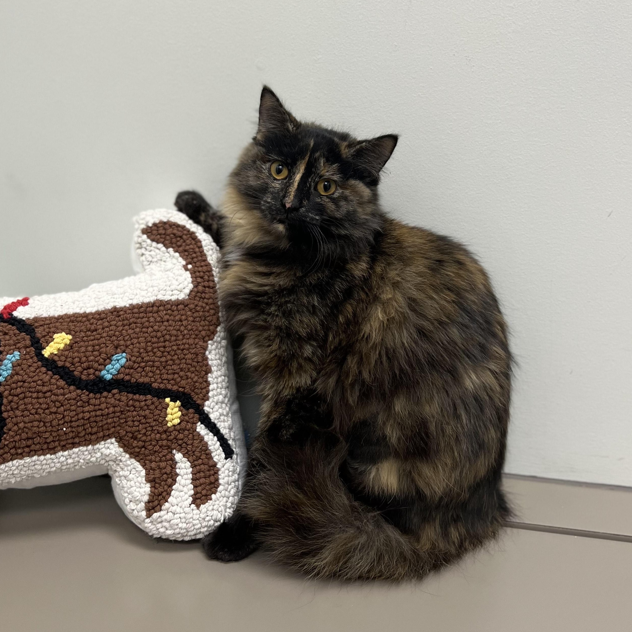 Sabrina, a Adoptable Tortoiseshell in St. Louis, MO image 2/2