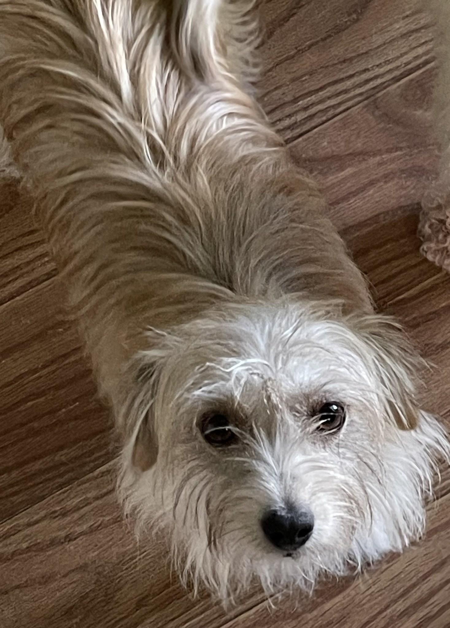 Sadie, Adoptable, Adult Female Rat Terrier.