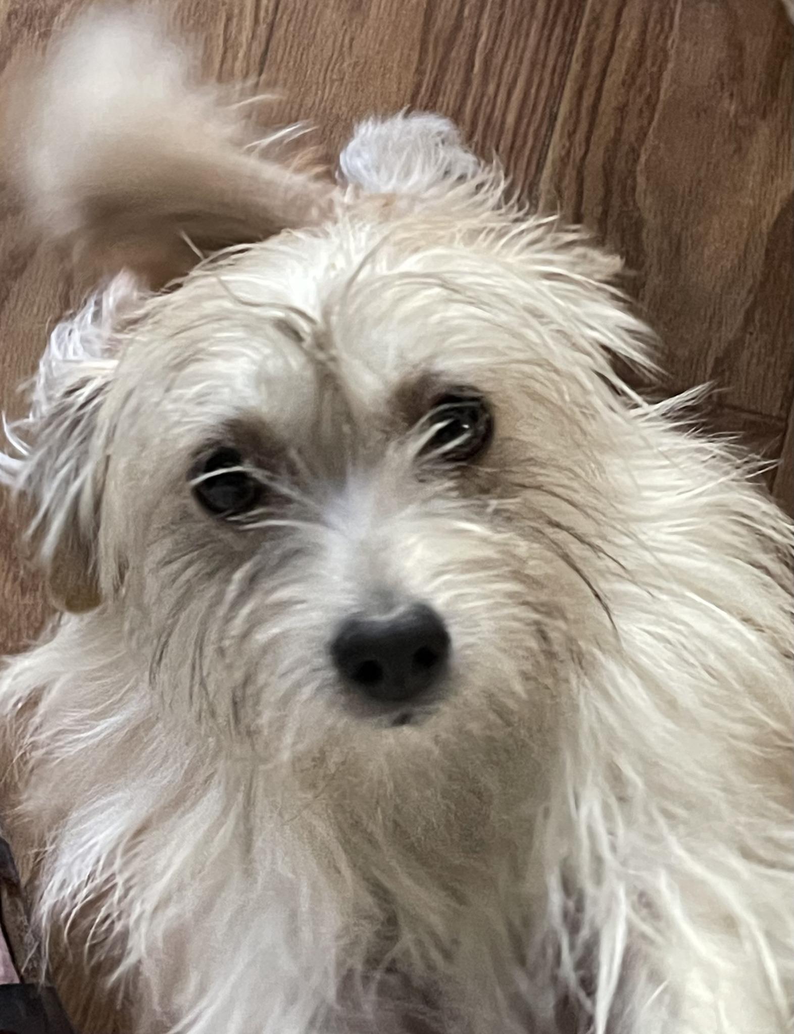 Enlarge Sadie, a Adoptable Rat Terrier in West Richland, WA image 2/3