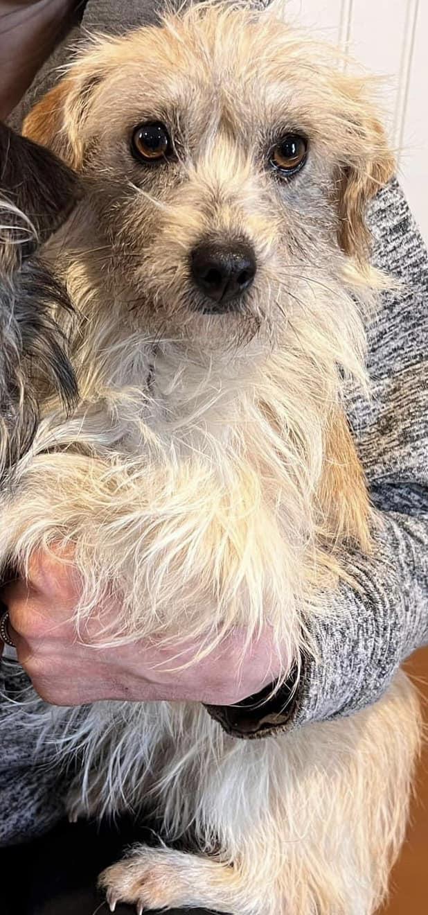 Enlarge Sadie, a Adoptable Rat Terrier in West Richland, WA image 3/3