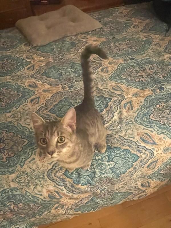 Toby - Super Affectionate and Playful, Adopted, Kitten Male Tiger.