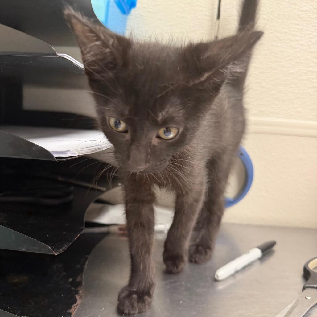 Feline, Adoptable, Kitten Male Domestic Short Hair.