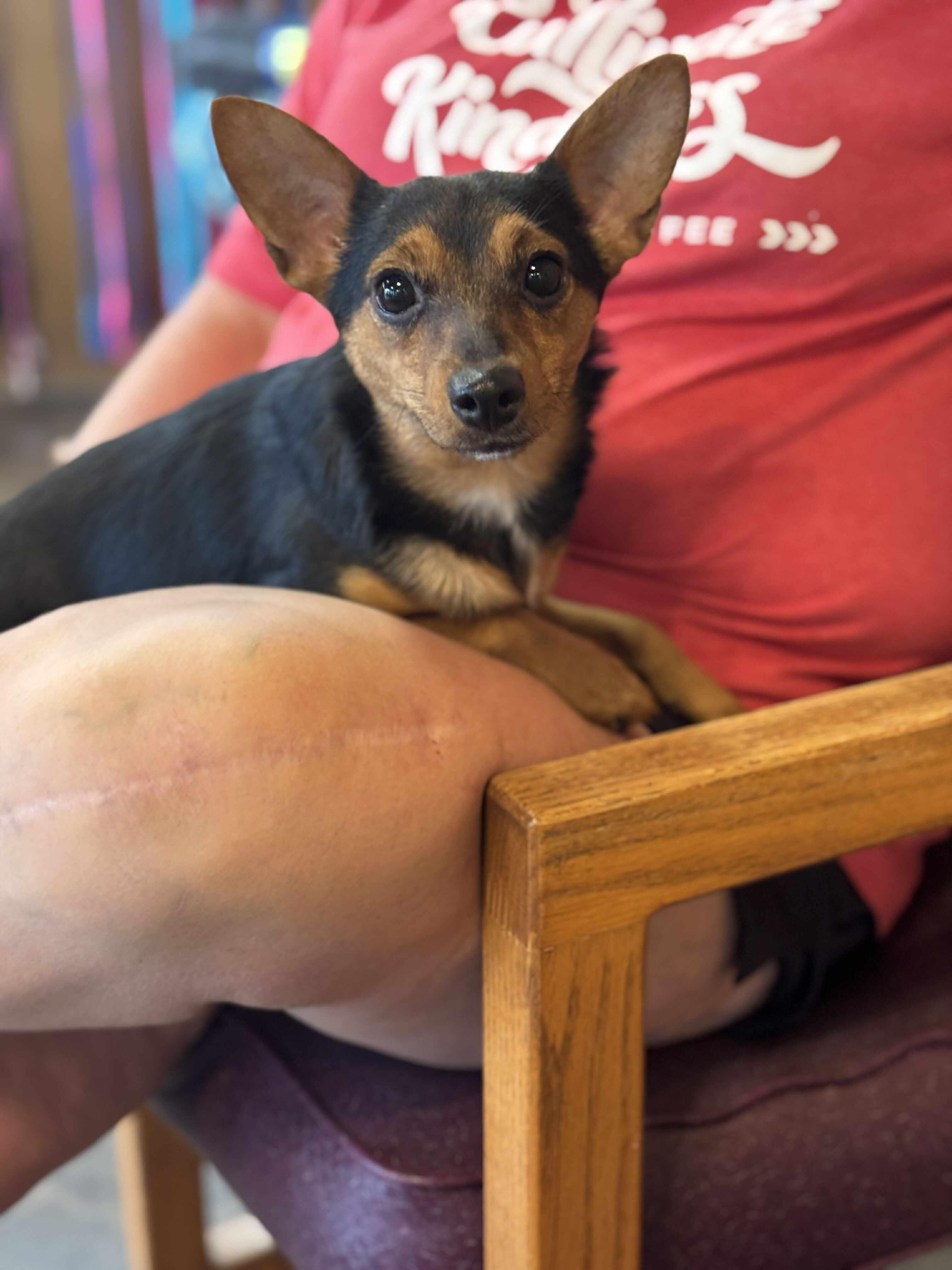 SULLY CHI $375, a Adoptable mixed breed image 2/5