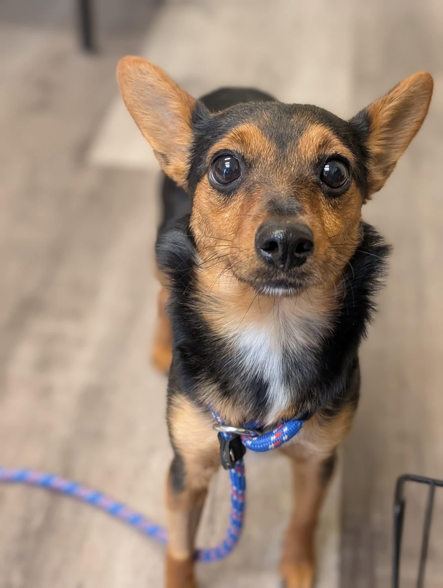 SULLY CHI $375, a Adoptable mixed breed image 3/5