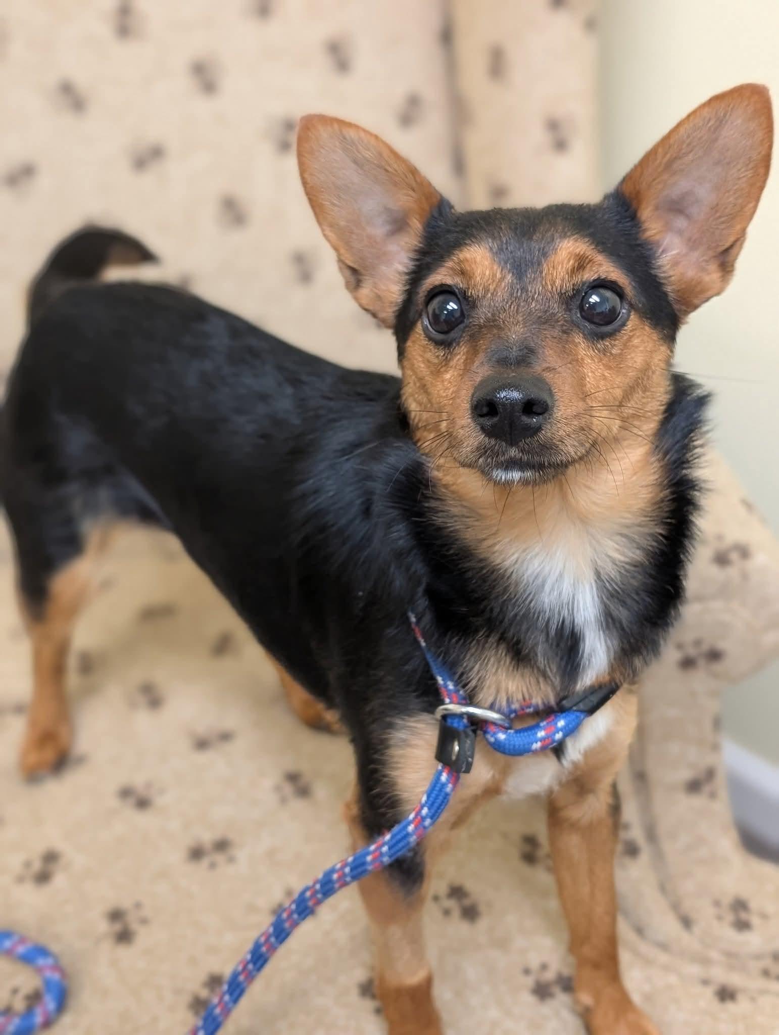 SULLY CHI $375, a Adoptable mixed breed image 4/5