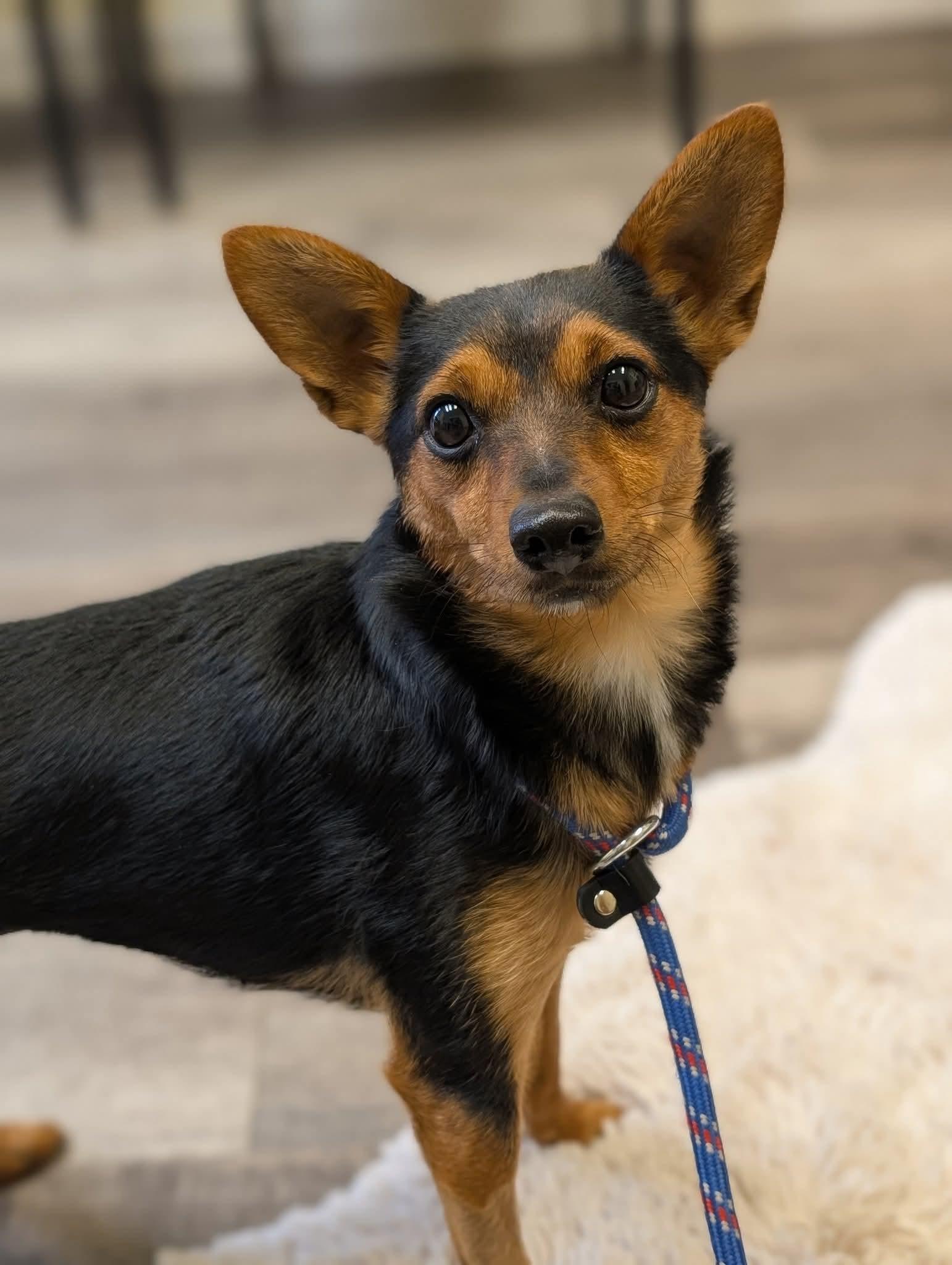 SULLY CHI $375, a Adoptable mixed breed image 5/5