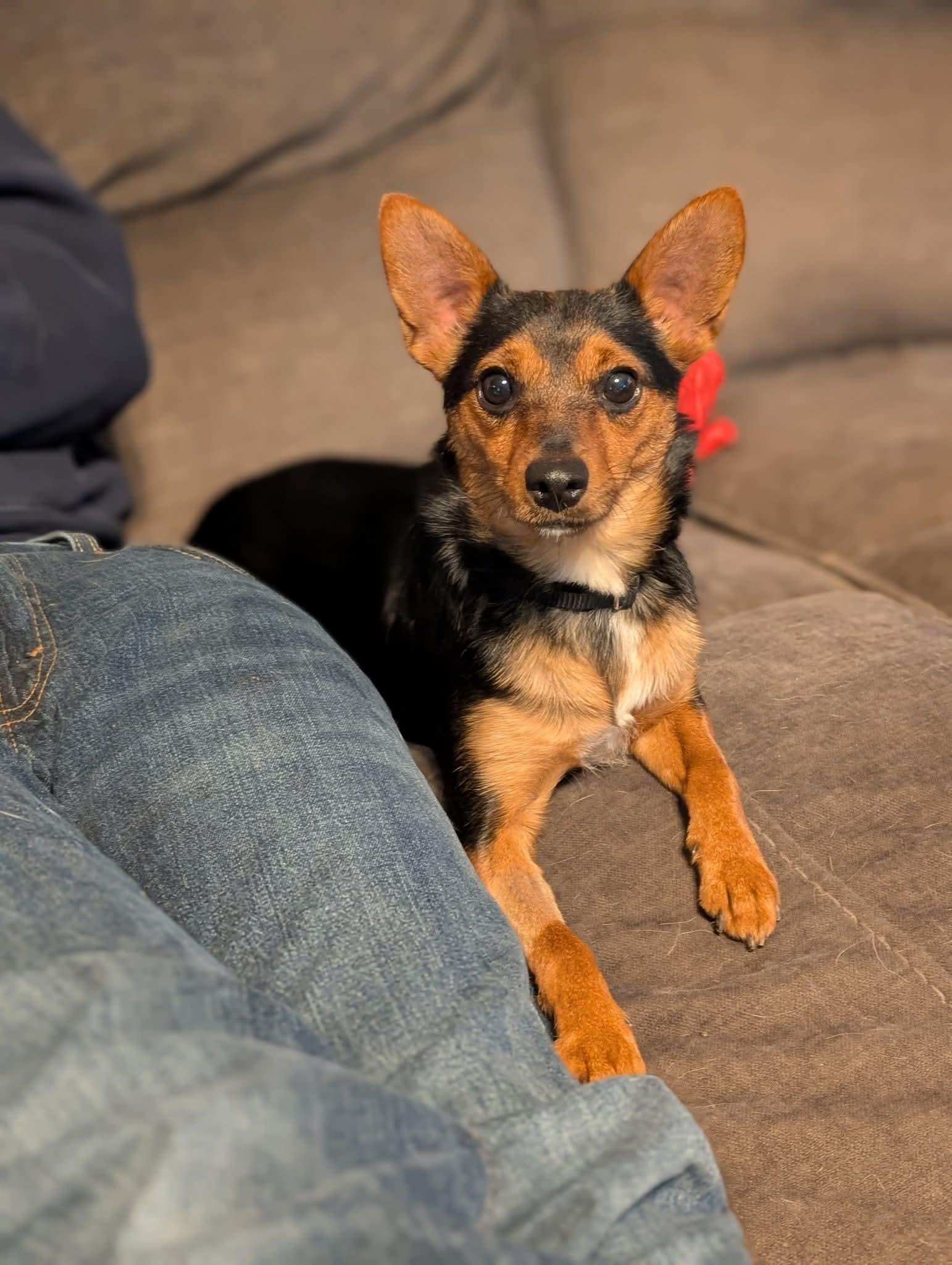 SULLY CHI $375, a Adoptable mixed breed image 1/5